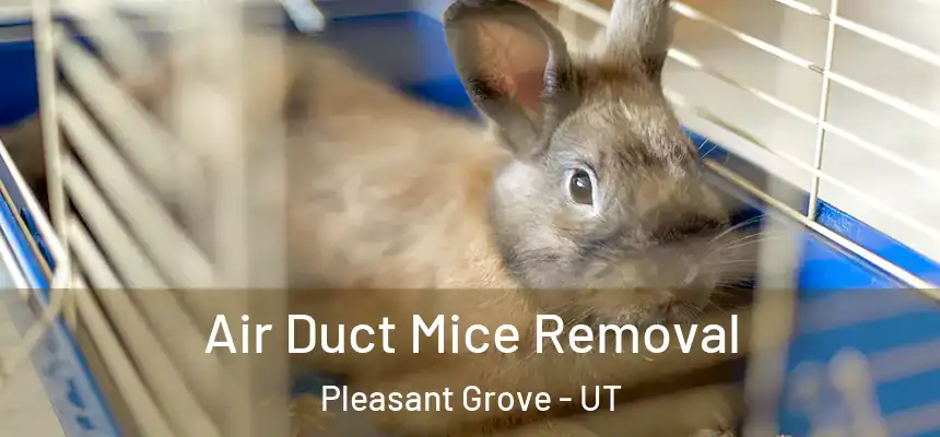  Air Duct Mice Removal Pleasant Grove - UT